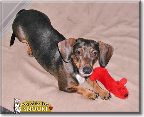 Snooki, the Dog of the Day Snooki, the Dog of the Day
