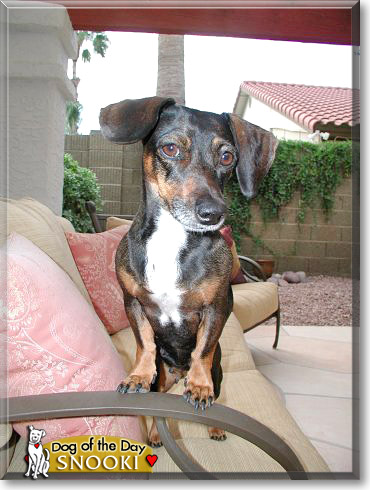 Snooki, the Dog of the Day Snooki, the Dog of the Day