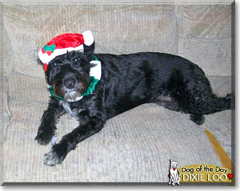 Dixie Loo, the Dog of the Day