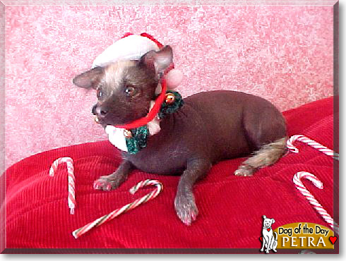 Petra, the Dog of the Day