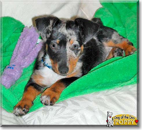 Poppy, the Dog of the Day