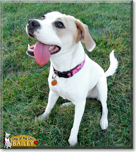 Bailey, the Dog of the Day