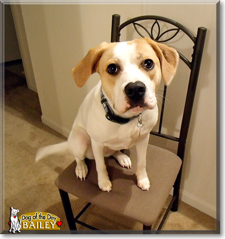 Bailey, the Dog of the Day