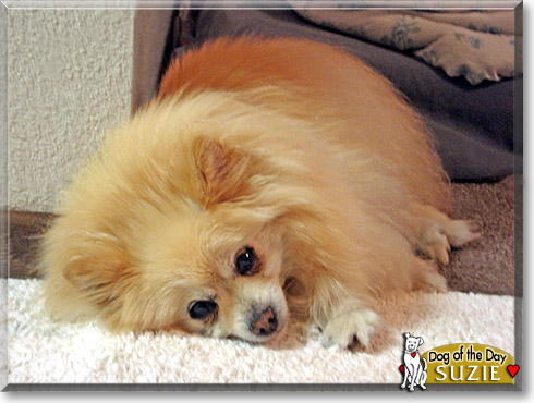 Suzie, the Dog of the Day