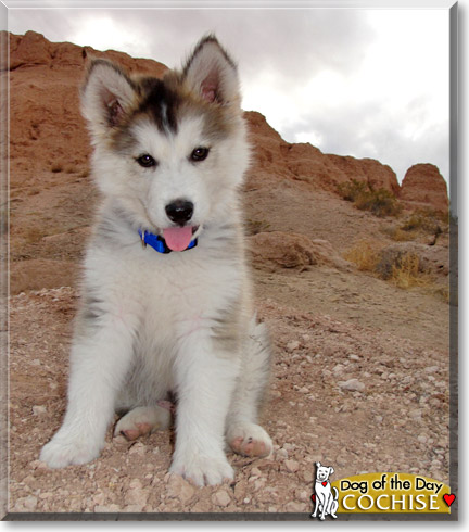 Cochise, the Dog of the Day