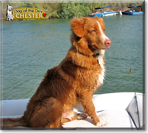 Chester, the Dog of the Day