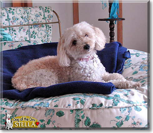 Stella, the Dog of the Day Stella, the Dog of the Day