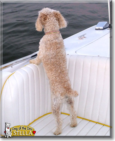 Stella, the Dog of the Day Stella, the Dog of the Day