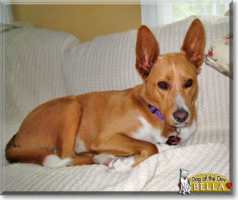 Bella, the Dog of the Day Bella, the Dog of the Day
