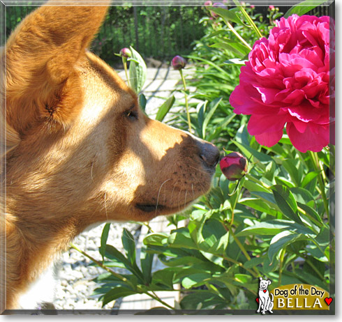 Bella, the Dog of the Day Bella, the Dog of the Day