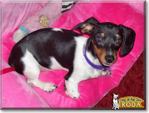Koda, the Dog of the Day Koda, the Dog of the Day
