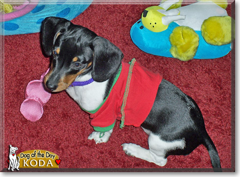 Koda, the Dog of the Day Koda, the Dog of the Day