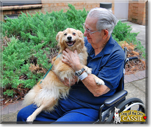 Cassie, the Dog of the Day