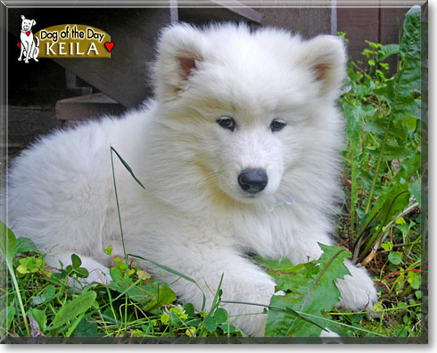 Keila, the Dog of the Day Keila, the Dog of the Day