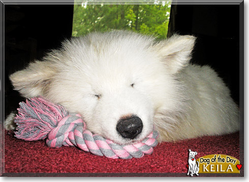 Keila, the Dog of the Day Keila, the Dog of the Day
