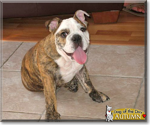 Autumn, the Dog of the Day