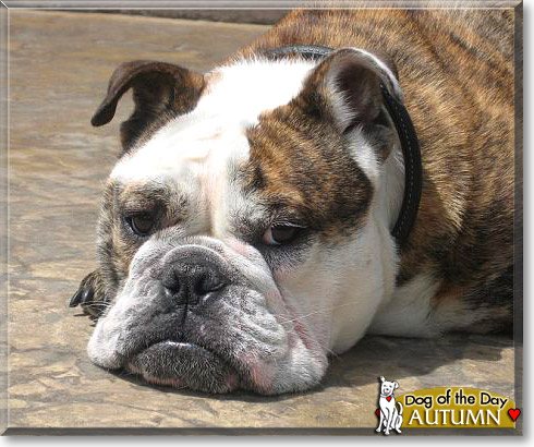 Autumn, the Dog of the Day