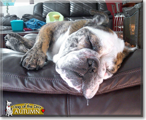 Autumn, the Dog of the Day