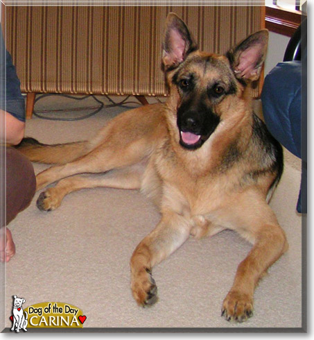Carina, the Dog of the Day