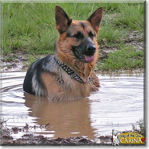 Carina, the Dog of the Day
