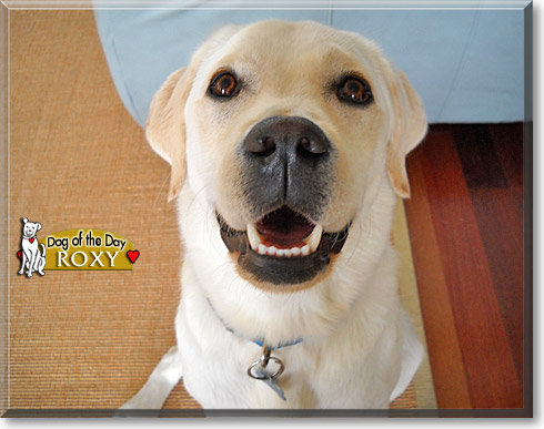 Roxy, the Dog of the Day