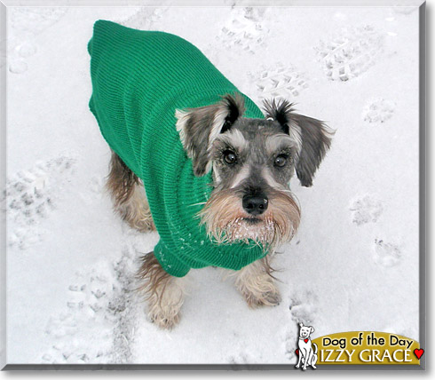 Izzy Grace, the Dog of the Day