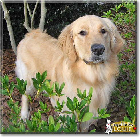 Louie, the Dog of the Day