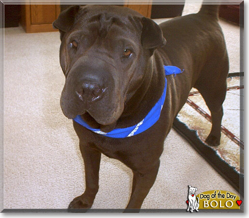 Bolo, the Dog of the Day Bolo, the Dog of the Day