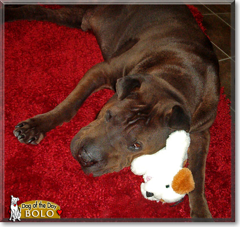 Bolo, the Dog of the Day Bolo, the Dog of the Day