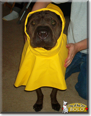 Bolo, the Dog of the Day Bolo, the Dog of the Day