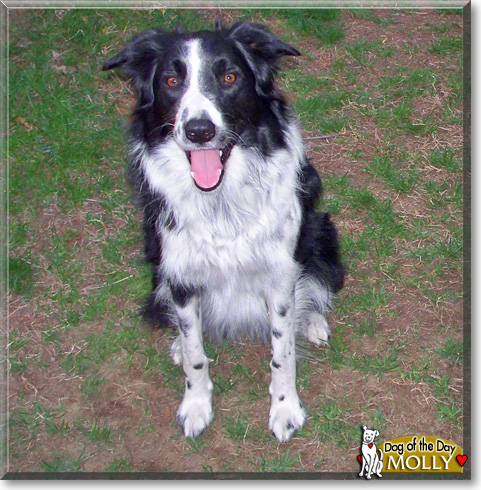 Molly, the Dog of the Day