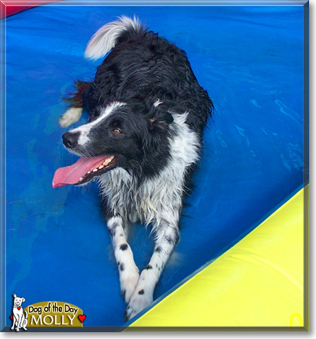 Molly, the Dog of the Day