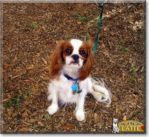 Latte, the Dog of the Day