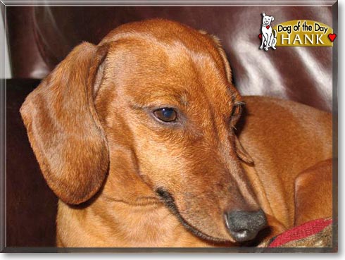 Hank, the Dog of the Day