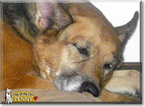 Penny, the Dog of the Day Penny, the Dog of the Day