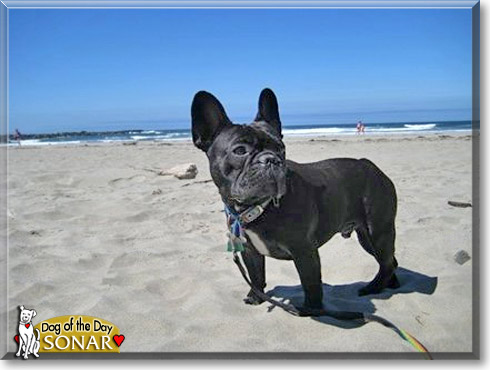 Sonar, the Dog of the Day