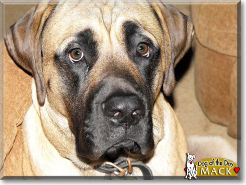 Mack, the Dog of the Day