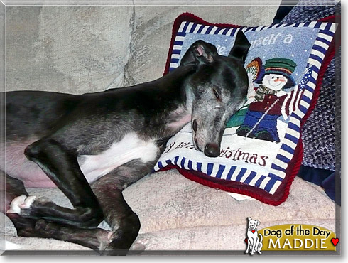 Maddie, the Dog of the Day