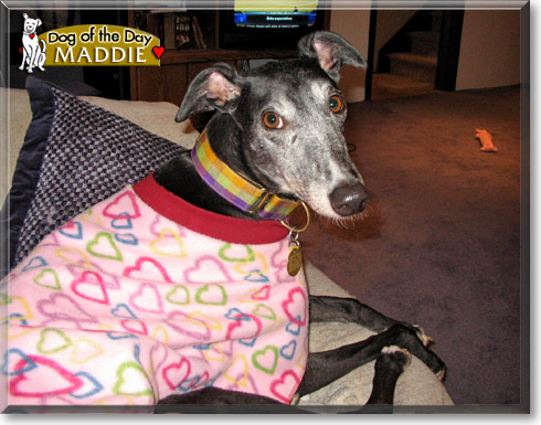 Maddie, the Dog of the Day