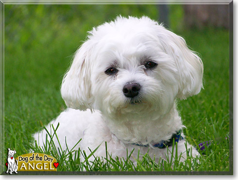Angel, the Dog of the Day Angel, the Dog of the Day