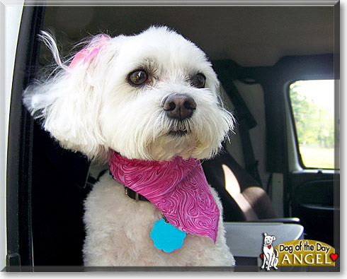 Angel, the Dog of the Day Angel, the Dog of the Day