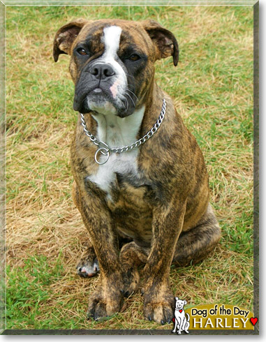 Harley, the Dog of the Day