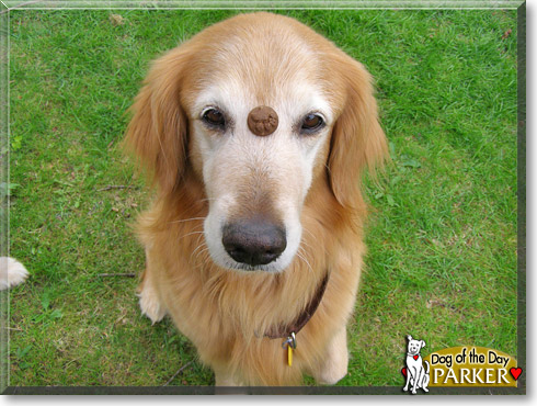 Parker, the Dog of the Day