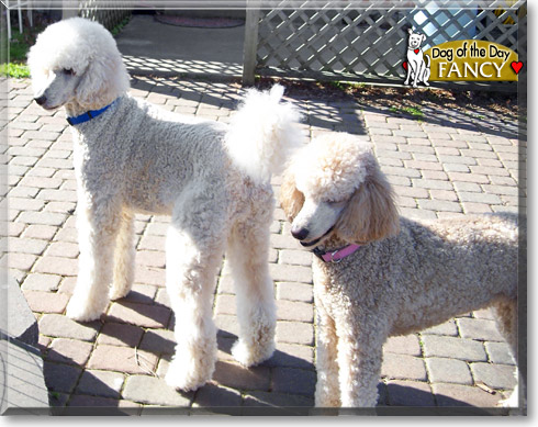 Fancy, the Dog of the Day
