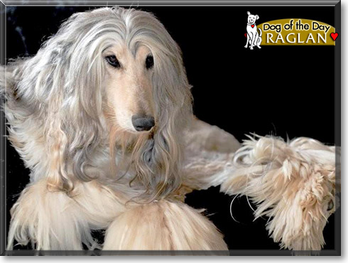 Raglan, the Dog of the Day Raglan, the Dog of the Day