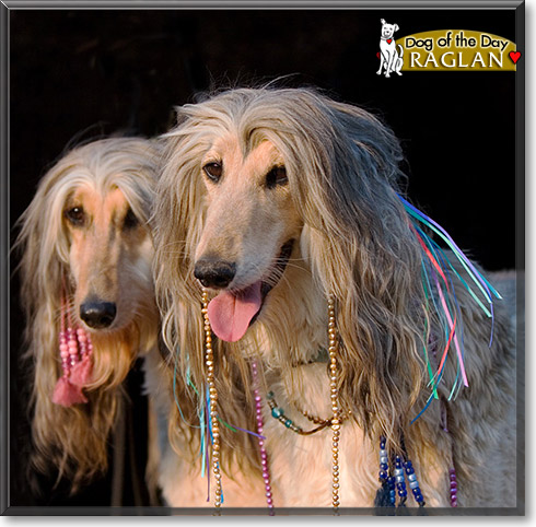Raglan, the Dog of the Day Raglan, the Dog of the Day