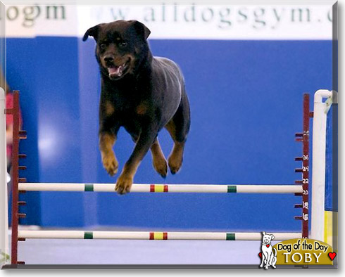 Toby, the Dog of the Day Toby, the Dog of the Day