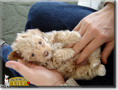 Lily, the Dog of the Day