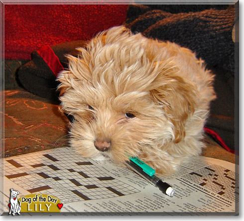 Lily, the Dog of the Day
