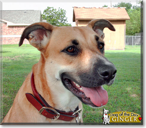 Ginger, the Dog of the Day Ginger, the Dog of the Day